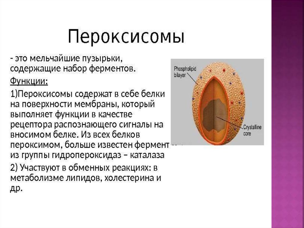 Одномембранные органоиды презентация