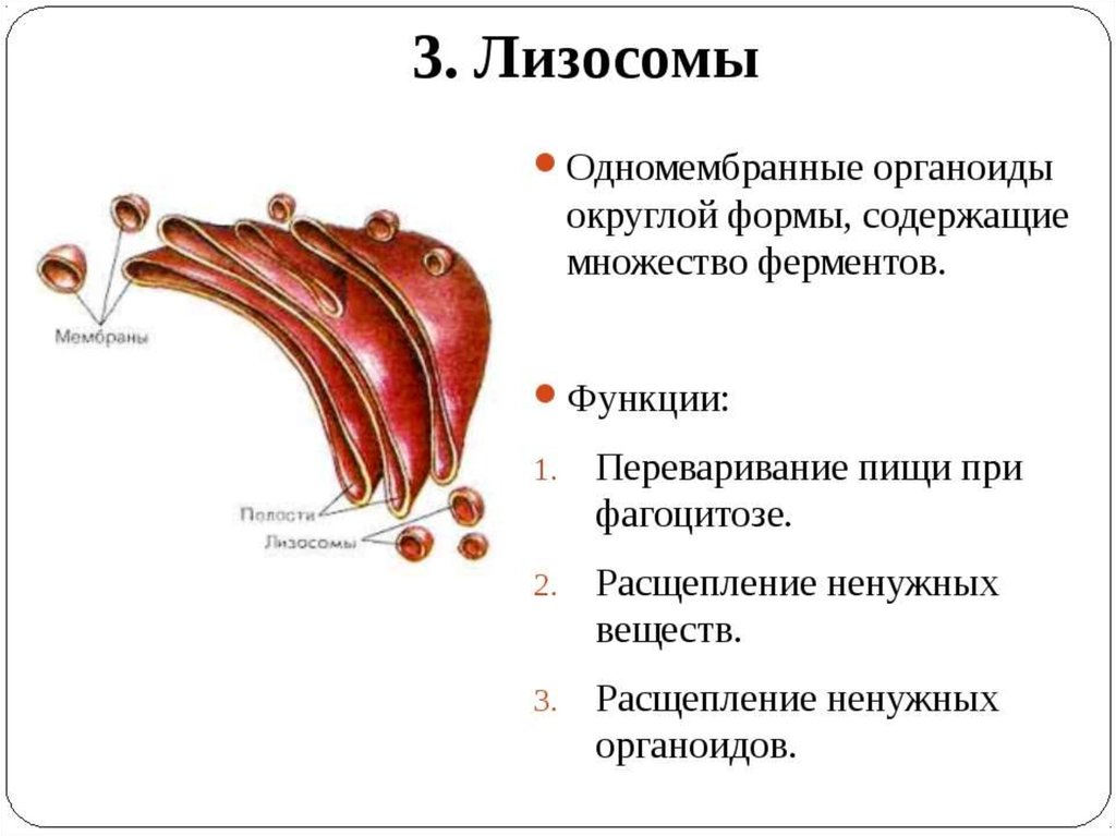 Органоиды клетки содержащие ферменты. Строение органоида лизосомы. Лизосома функции органоида. Мембранные органеллы лизосомы. Строение структура лизосомы.