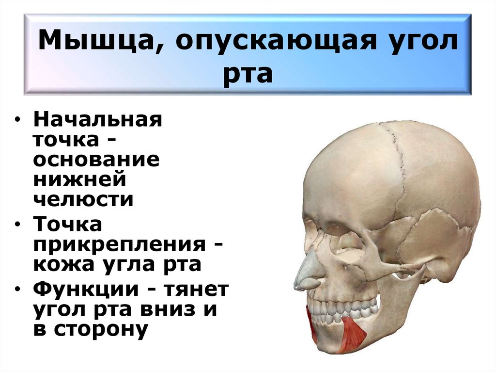 Мышца опускающая. Мышца опускающая угол рта функции. Щечная мышца начало прикрепление функция. Мышцы опускающие угол РТВ. Мышцы опускающие угол РТП.