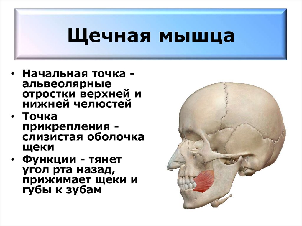 Начальная точка. Щечная мышца прикрепление. Щечная мышца лица анатомия. Место прикрепления щечной мышцы.