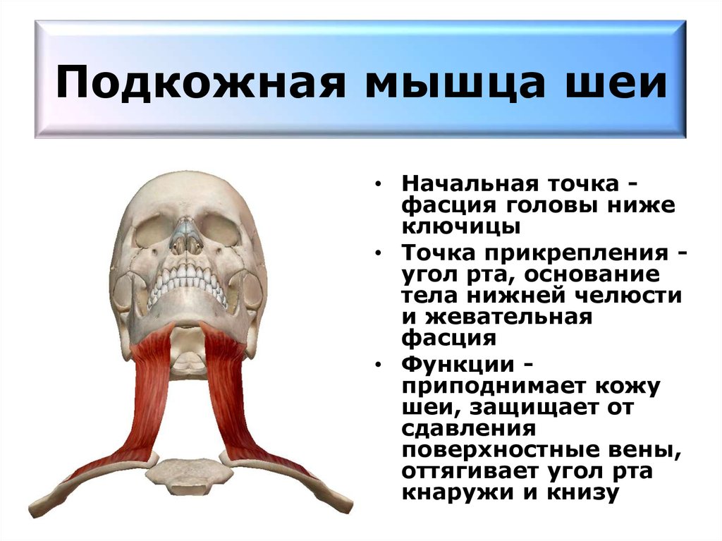 Подкожная эмфизема шеи фото