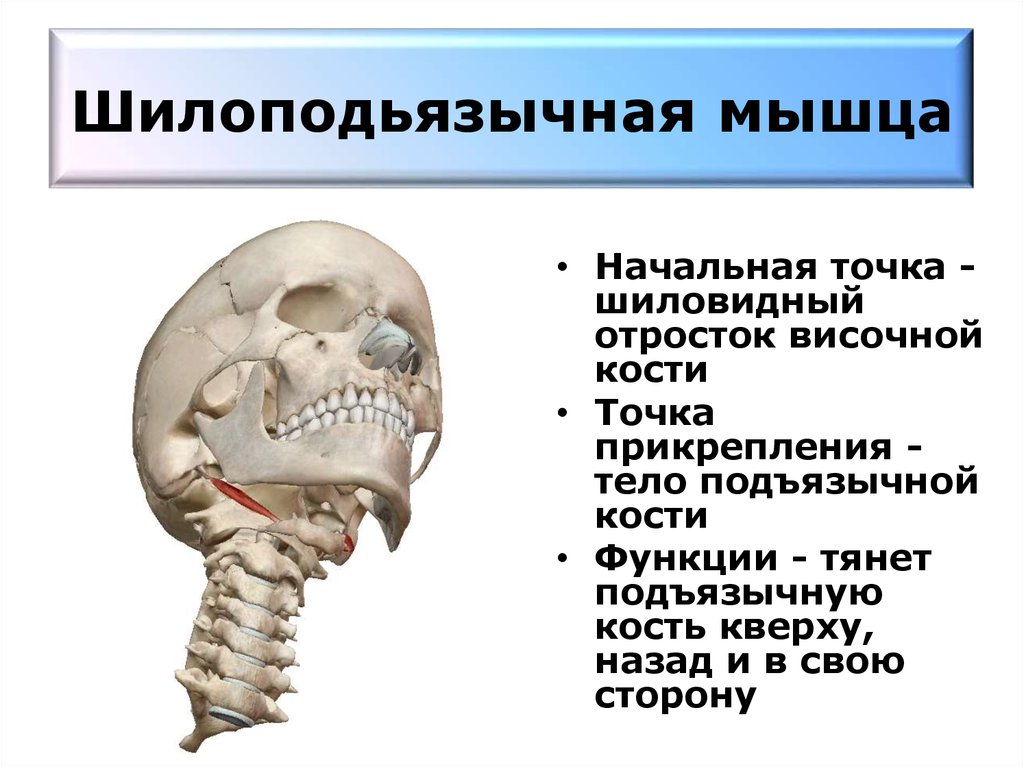 Шиловидный отросток подъязычной кости фото