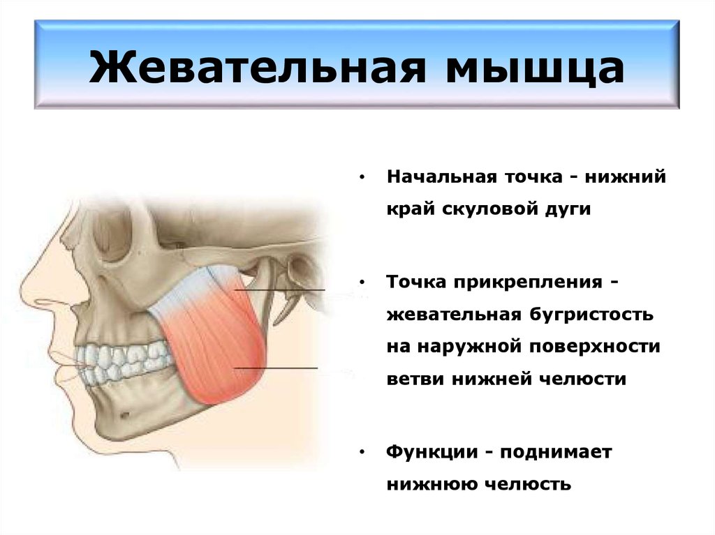 Жевательные мышцы схема