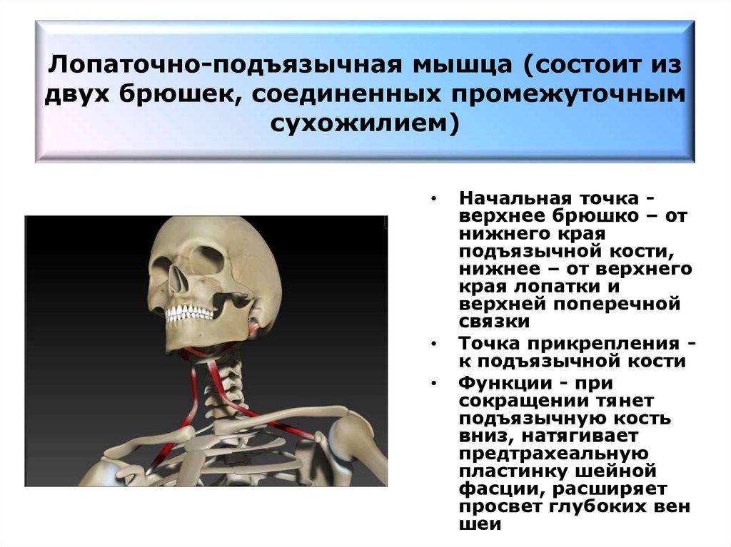 Подъязычная мышца. Лопаточно-подъязычная мышца функции. Лрпаточно пожьязвчная мышуа. Лопаточноподбязная мышца. Лопаточно подьязычна мыщцы.