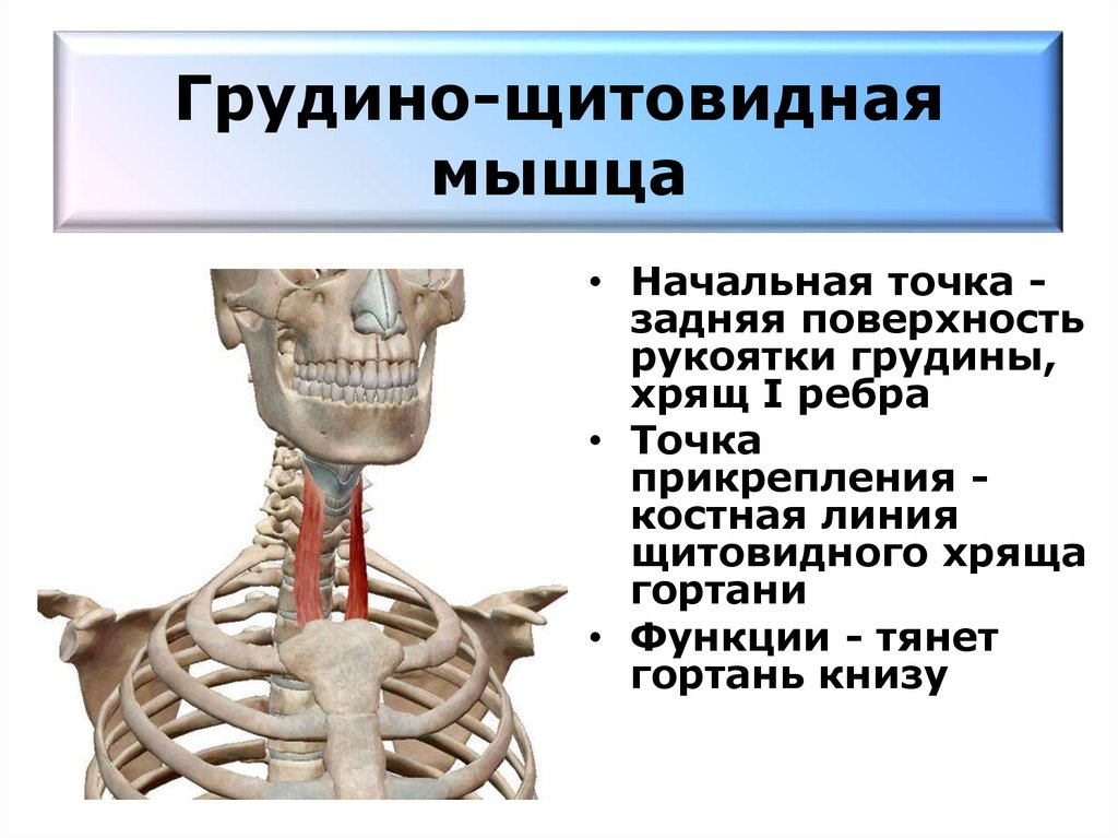 Где находится лестничная мышца у человека картинки