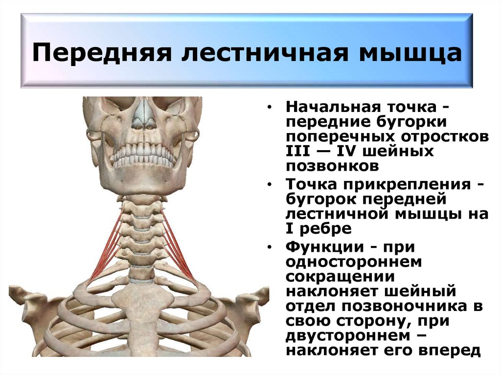 Где находится лестничная мышца у человека картинки