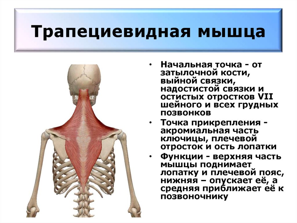 Трапециевидная мышца шеи фото