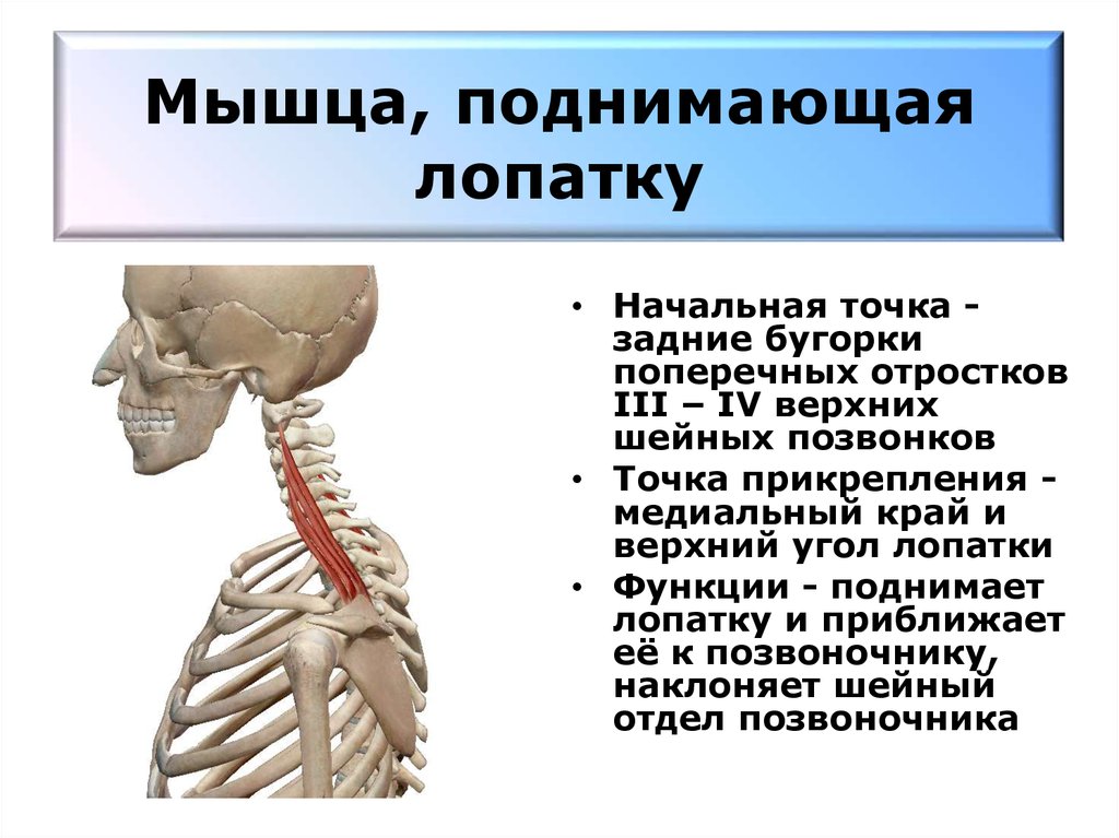 Мышца опускающая. Мышца поднимающая лопатку функции. Мышца поднимающая лопатку начало и прикрепление функции. Мышца поднимающая лопатку иннервация. Мышца поднимающая лопатку прикрепляется к.