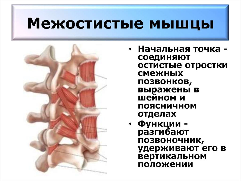 Функции шейного отдела. Межпоперечные мышцы позвоночника. Межпоперечные мышцы поясницы. Межостистые и межпоперечные мышцы. Остистая мышца шеи начало и прикрепление функции.