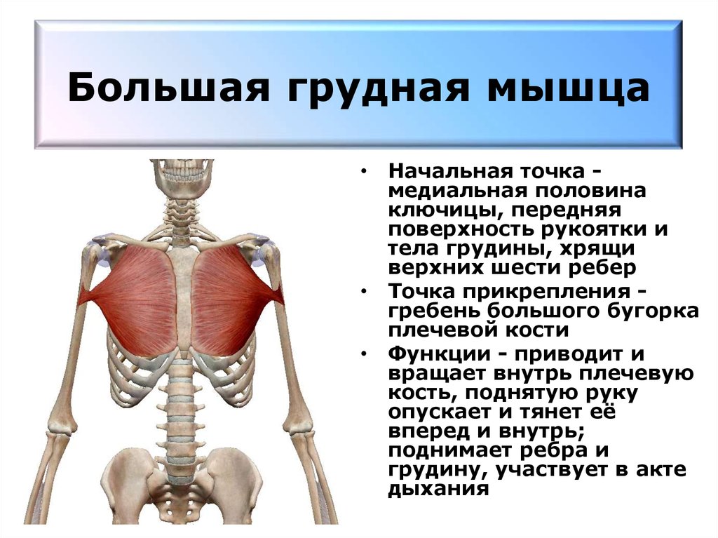 Грудная мышца у мужчин фото