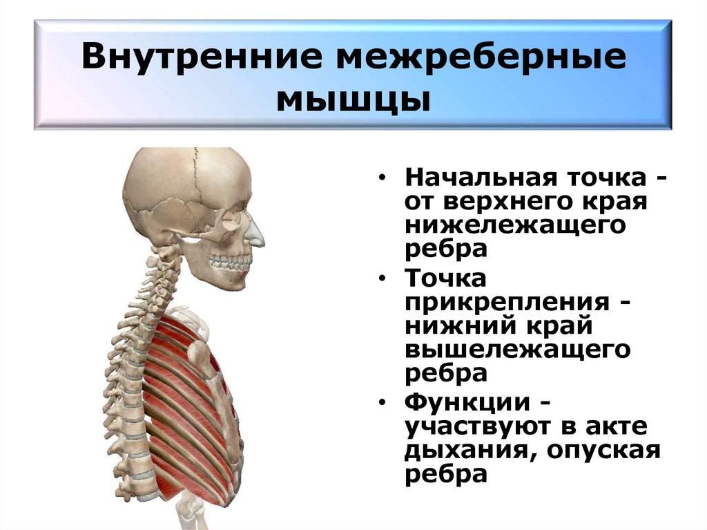 Наружные межреберные мышцы. Наружные межреберные мышцы начало прикрепление функции. Внутренние межреберные мышцы функции. Внутренние межреберные мышцы вид сбоку. Наружные межрёберные мышцы расположение функции.