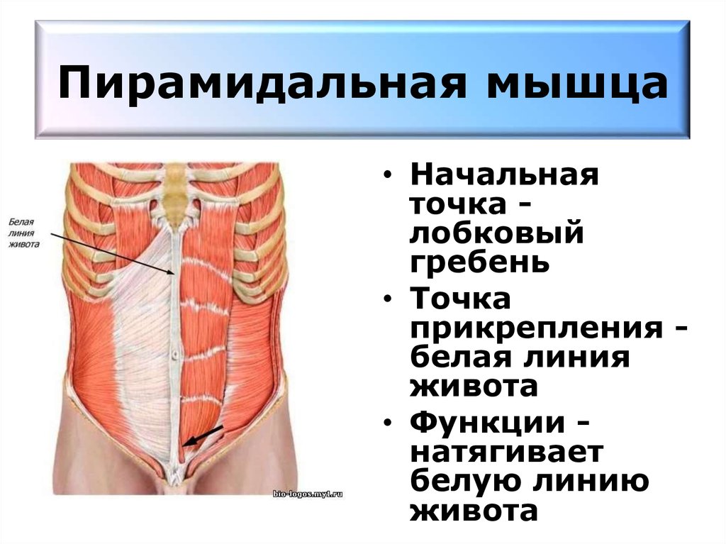 Подпишите указанные на картинке мышцы живота