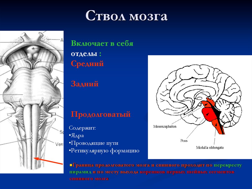 Продолговатый мозг входит в состав. Отделы ствола мозга анатомия. Головной мозг отделы ствола мозга. Функции отделов ствола головного мозга. Ростральные отделы ствола мозга.