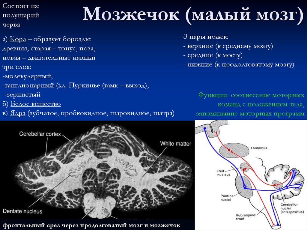 Какие центры в мозжечке. Строение мозжечка физиология. Функциональное строение мозжечка физиология. Фронтальный срез мозжечка. Структуры отделов мозжечка.