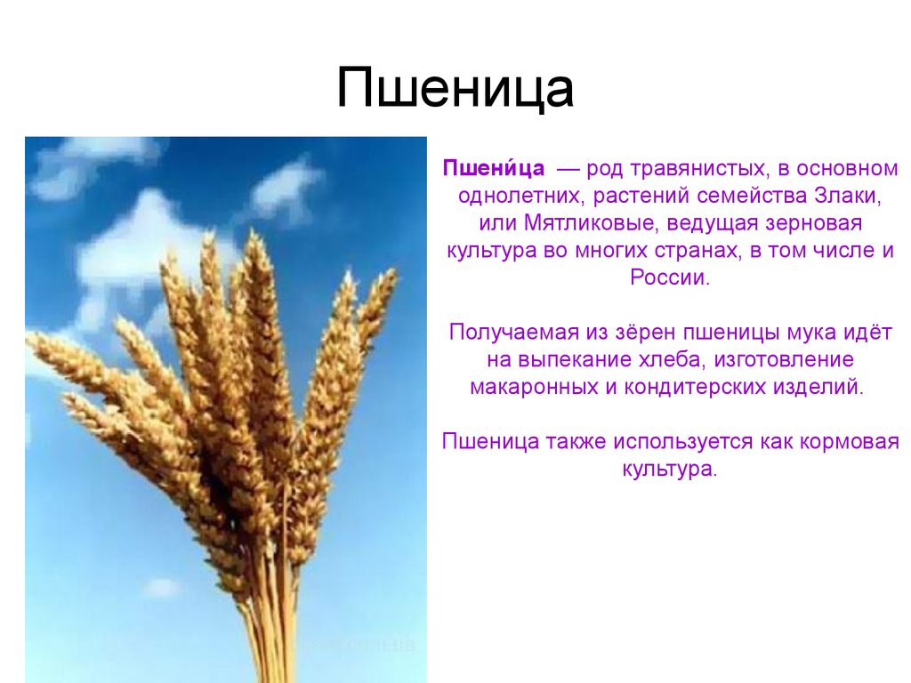 Каково значение злаков в жизни человека. Зерновые культуры семейства злаковых. Пшеница информация. Описание пшеницы. Сообщение о пшенице.