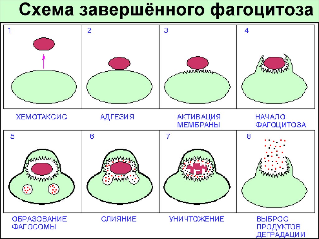 Схема фагоцитоза в иммунологии