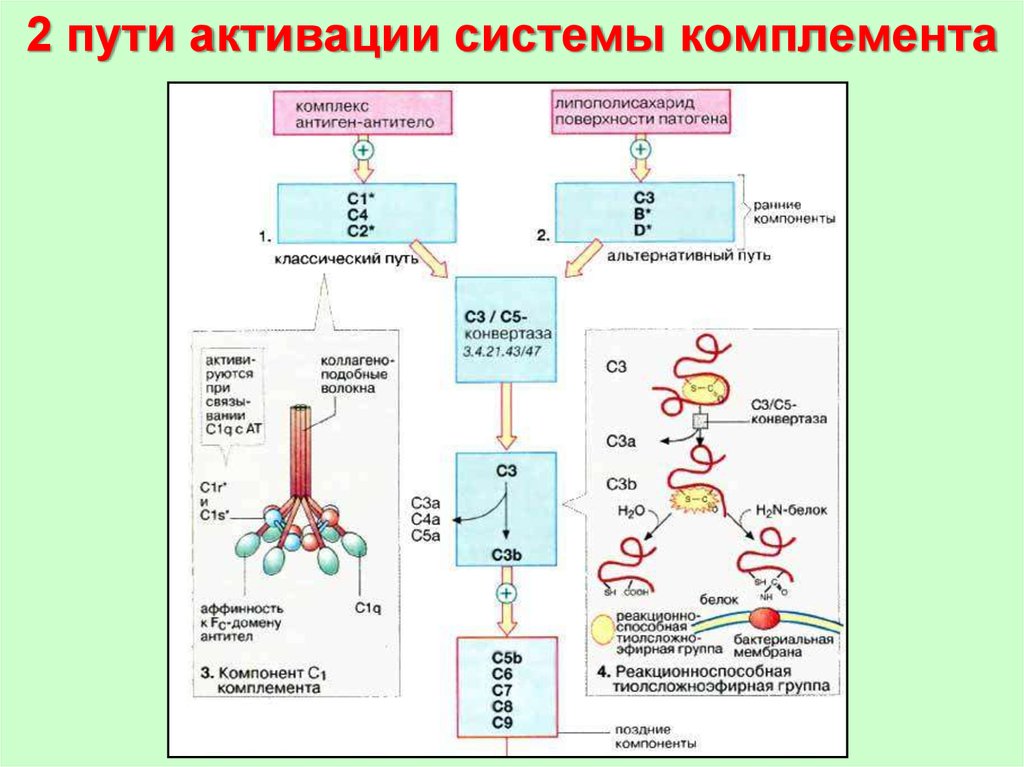 Схема комплемента