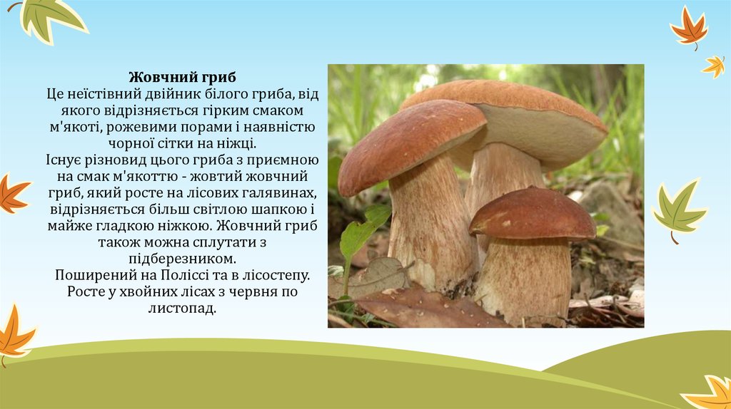 Жовчний гриб Це неїстівний двійник білого гриба, від якого відрізняється гірким смаком м'якоті, рожевими порами і наявністю
