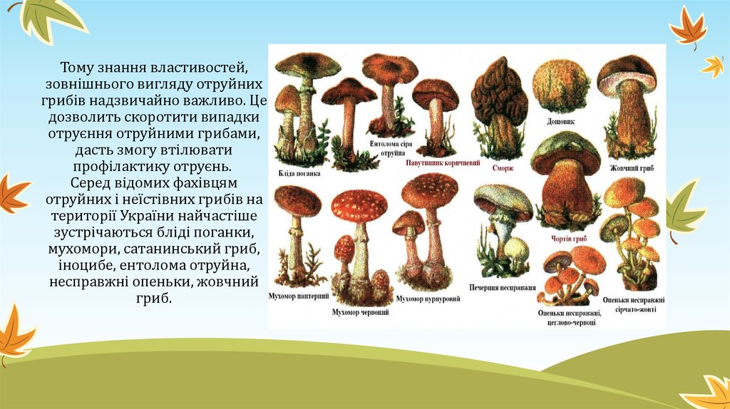 Тому знання властивостей, зовнішнього вигляду отруйних грибів надзвичайно важливо. Це дозволить скоротити випадки отруєння