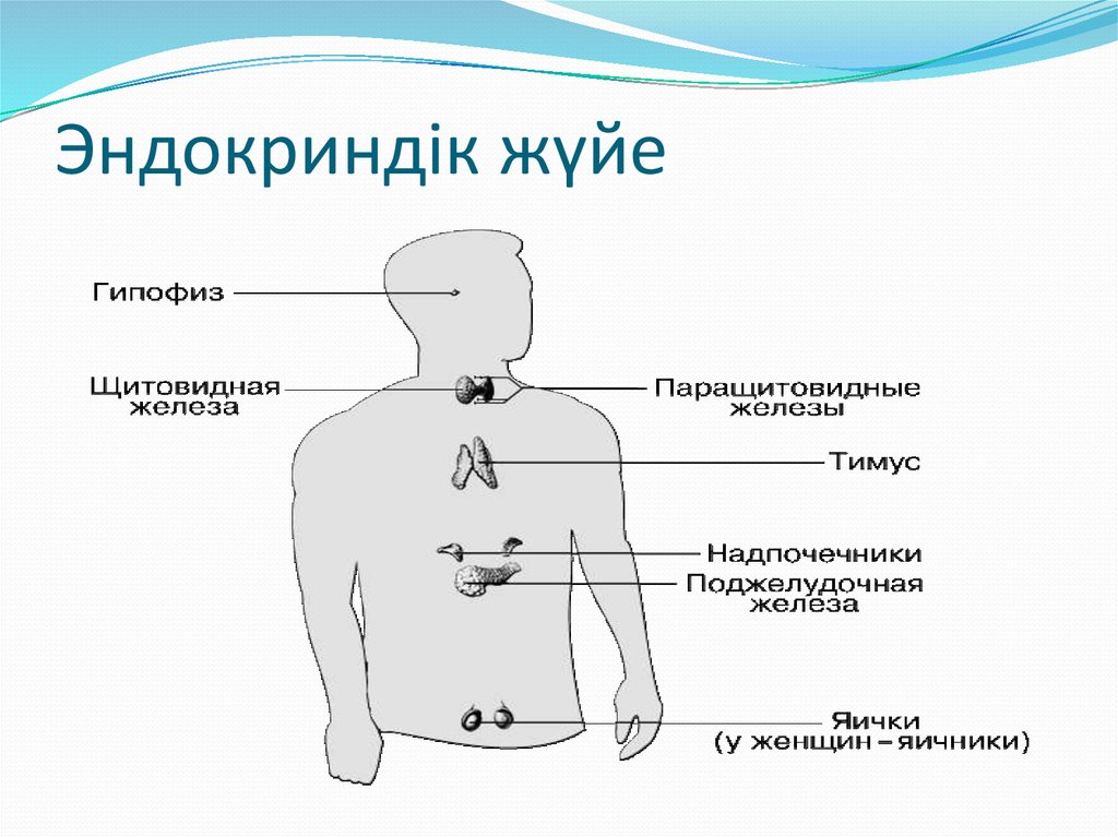 Ішкі секреция бездері презентация