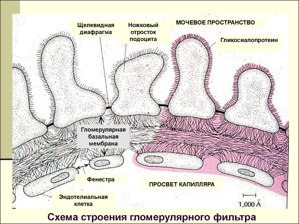 Антитела к базальной мембране. Базальная мембрана клубочка почки. Строение фильтрационной мембраны почек. Подоциты базальная мембрана. Гломерулярная базальная мембрана почки.