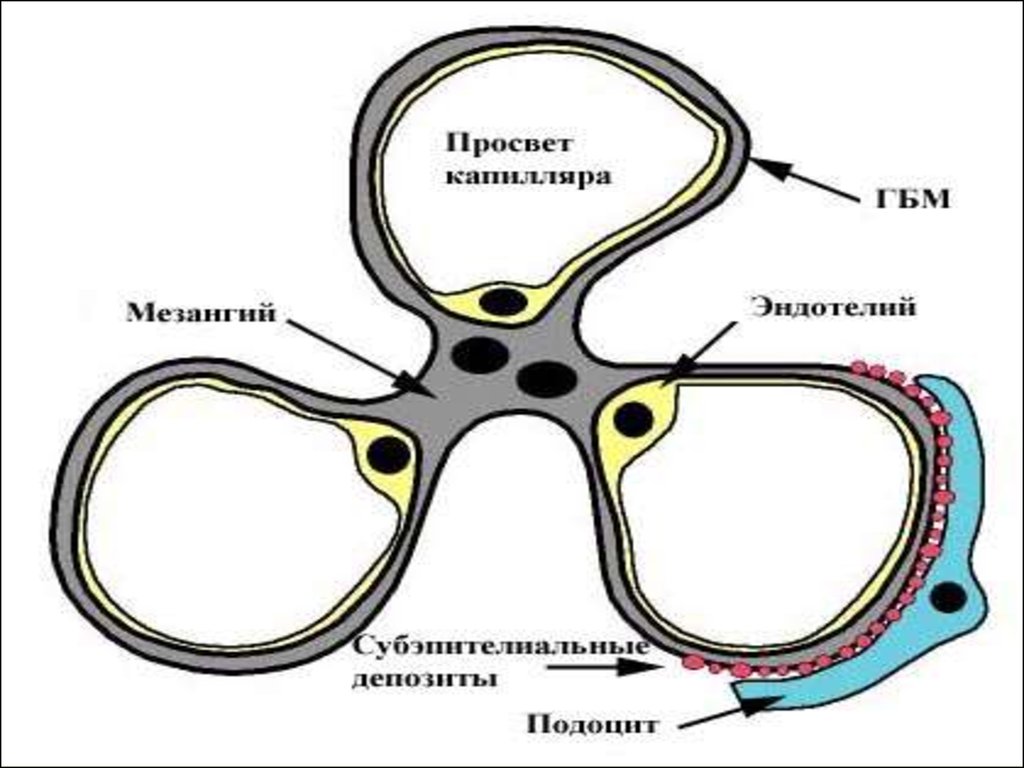 Гломерулонефрит казакша презентация