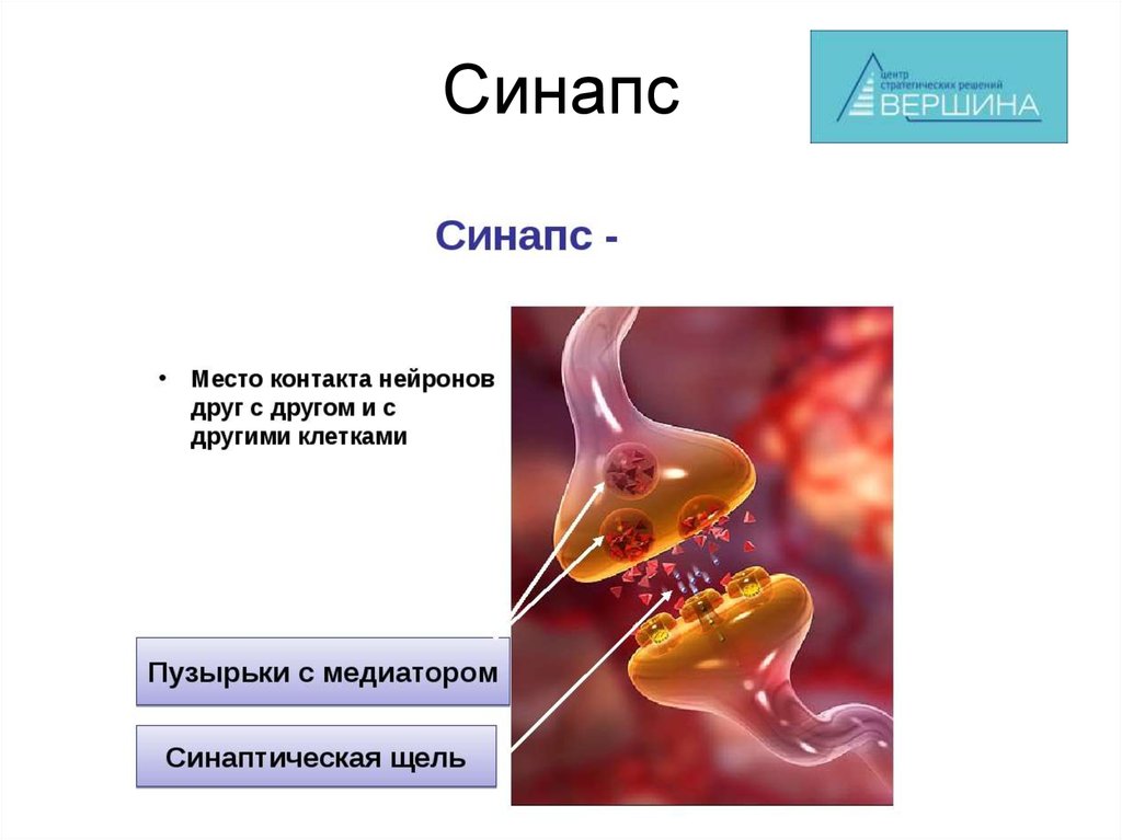 Место контакта. Место контакта нейронов. Синапсы по месту контакта. Место контакта нервных клеток друг с другом. Синапс место контакта аксоматид.