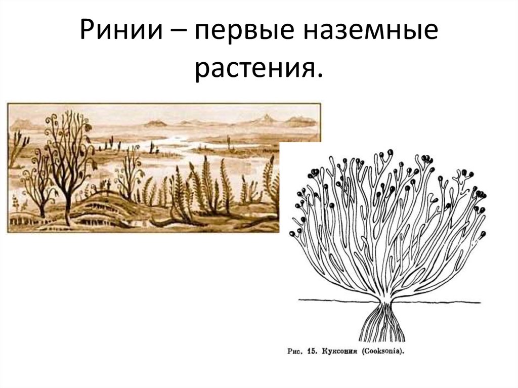 Список наземных растений