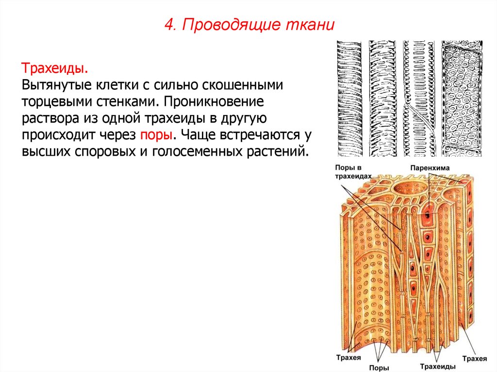 Ксилема клетки имеют вытянутую форму. Проводящая ткань трахеиды образовательная ткань. Трахеиды ксилемы. Проводящие ткани растений Ксилема трахеиды. Трахеиды у голосеменных.