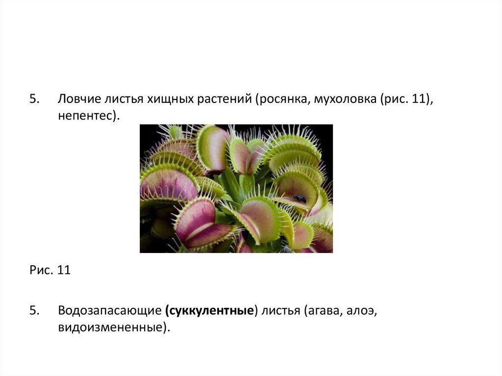 Известно что венерина мухоловка хищное растение впр. Ловчие листья росянки. Ловчие листья росянки функции. Росянка Ловчий аппарат видоизменение. Ловчие аппараты растений росянка..,Венерина мухоловка.