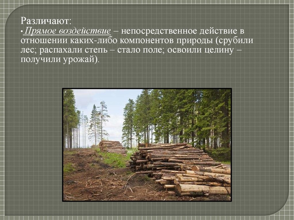 Доклад: Антропогенное воздействие на леса, лесопользование