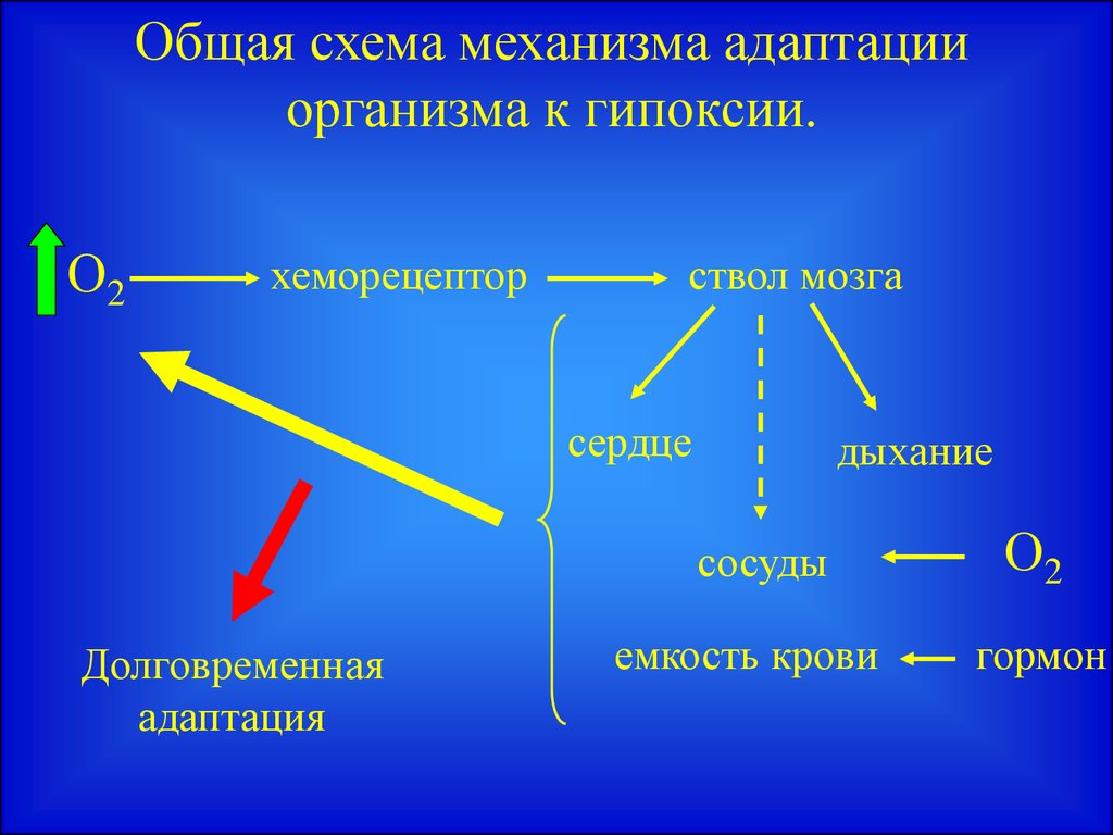 Гипоксии организма. Механизмы адаптации организма к гипоксии. Механизмы адаптации к гипоксии. Механизмы срочной адаптации к гипоксии. Механизмы экстренной адаптации организма к гипоксии.