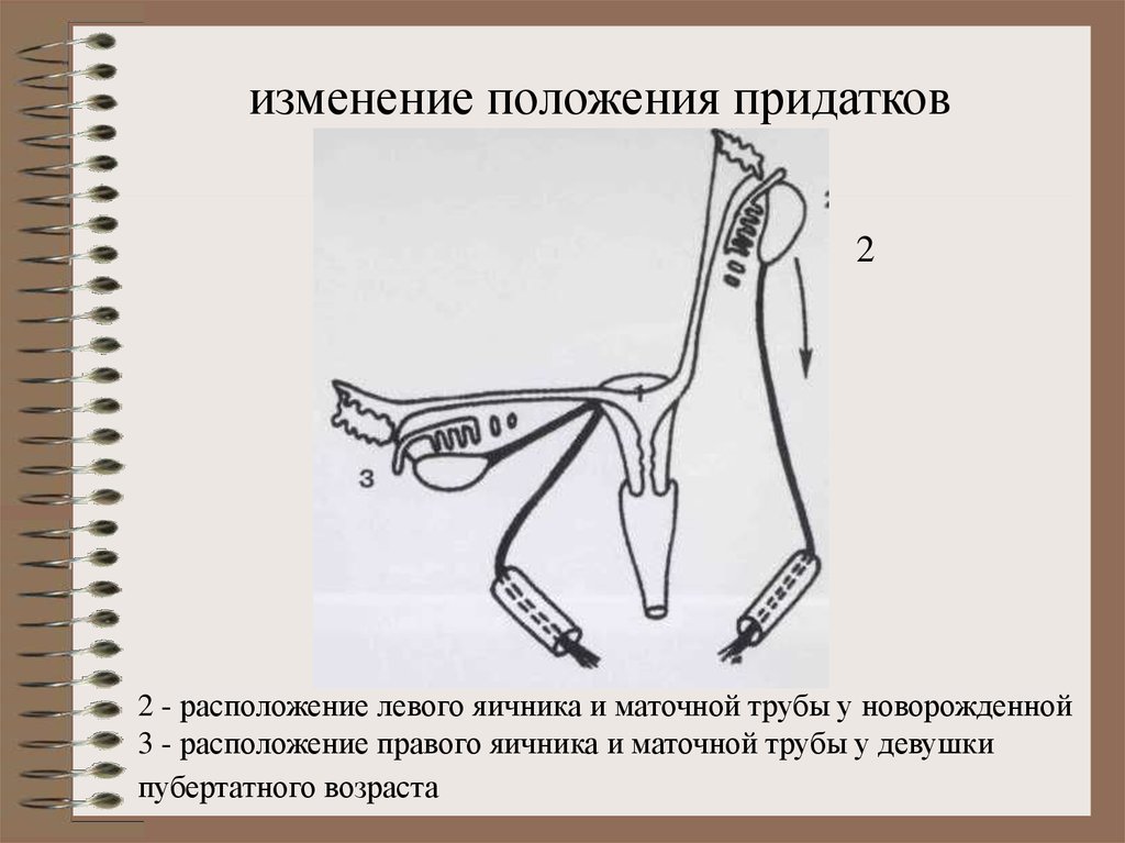 Детская гинекология презентация