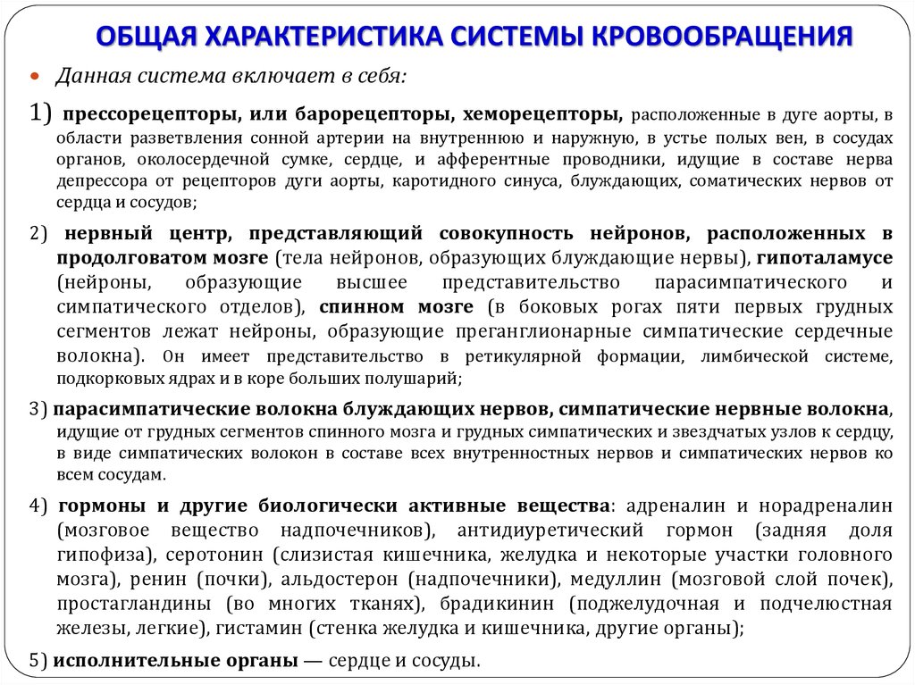 Функции кровообращения. Морфофункциональная характеристика системы кровообращения. Общая характеристика процесса кровообращения. Общая характеристика системы циркуляции. Характеристика системного кровообращения.