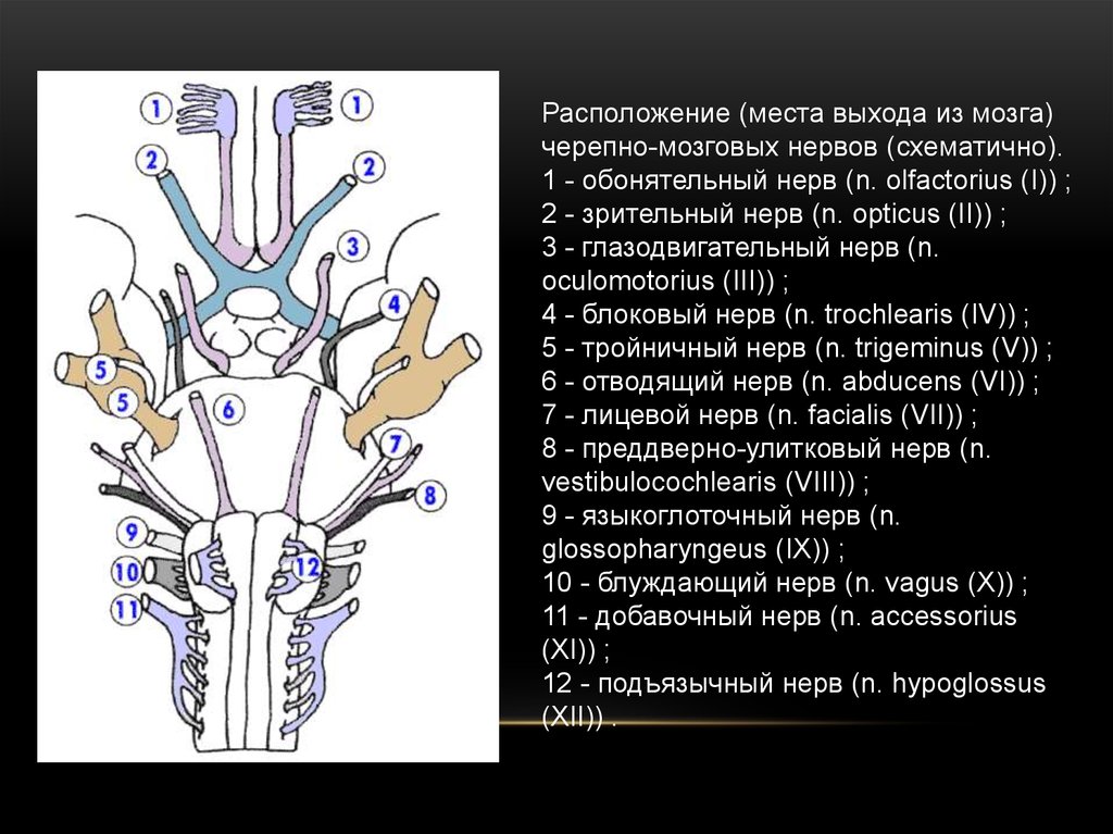 Нервы обонятельный зрительный. Топография Корешков черепных нервов. Расположение Корешков ЧМН. Промежуточный мозг ядра черепных нервов. 12 Пар черепно мозговых нервов места выхода из черепа.