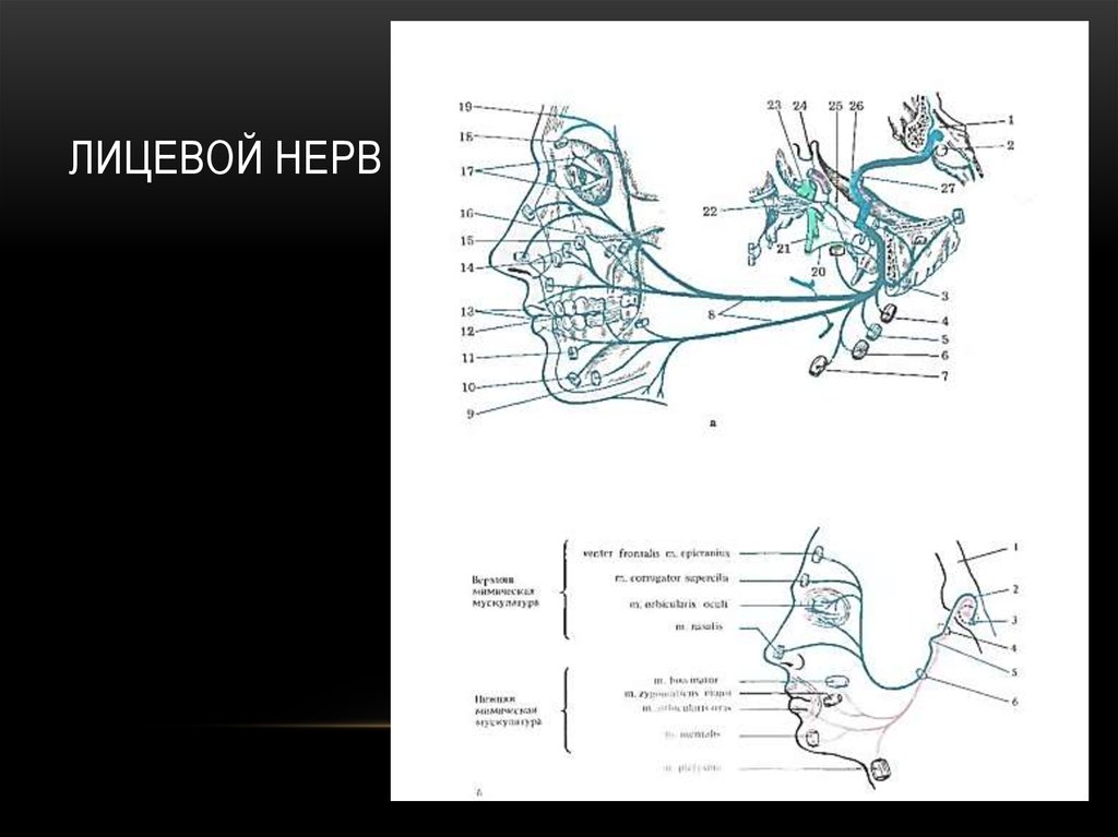 Лицевой нерв справа. Ход лицевого нерва схема. Лицевой нерв схема. Лицевой нерв рисунок. Лицевой нерв анатомия схема.