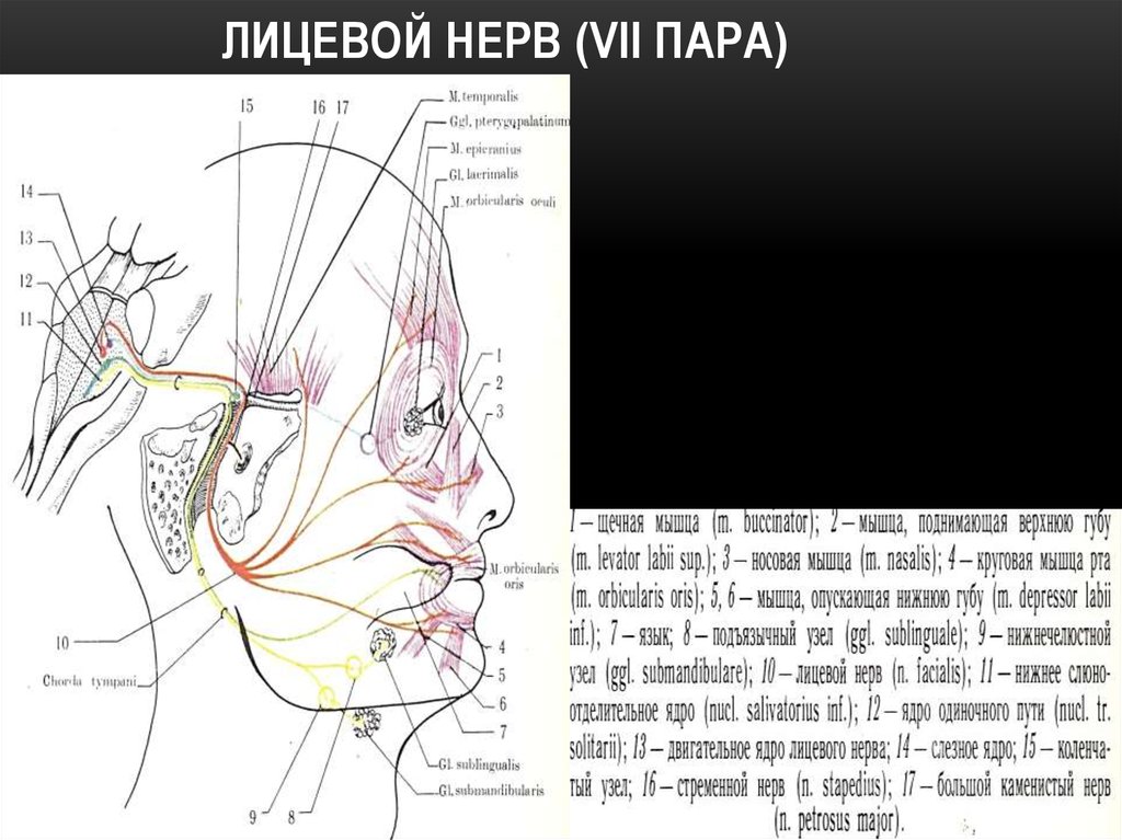 2 лицевой нерв. Схема 7 пары черепных нервов. 7 Пара лицевой нерв. 7 Пара черепных нервов анатомия. 7 Пара лицевого нерва черепно мозговые нервы.