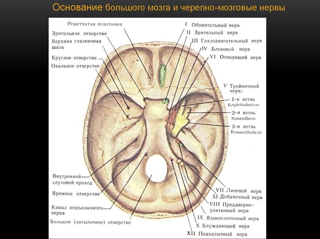 Черепные нервы череп. 12 Пар черепных нервов отверстия. 12 Пар черепных нервов на черепе. Места выхода черепных нервов и отверстия. 12 Пар черепно мозговых нервов основание черепа.