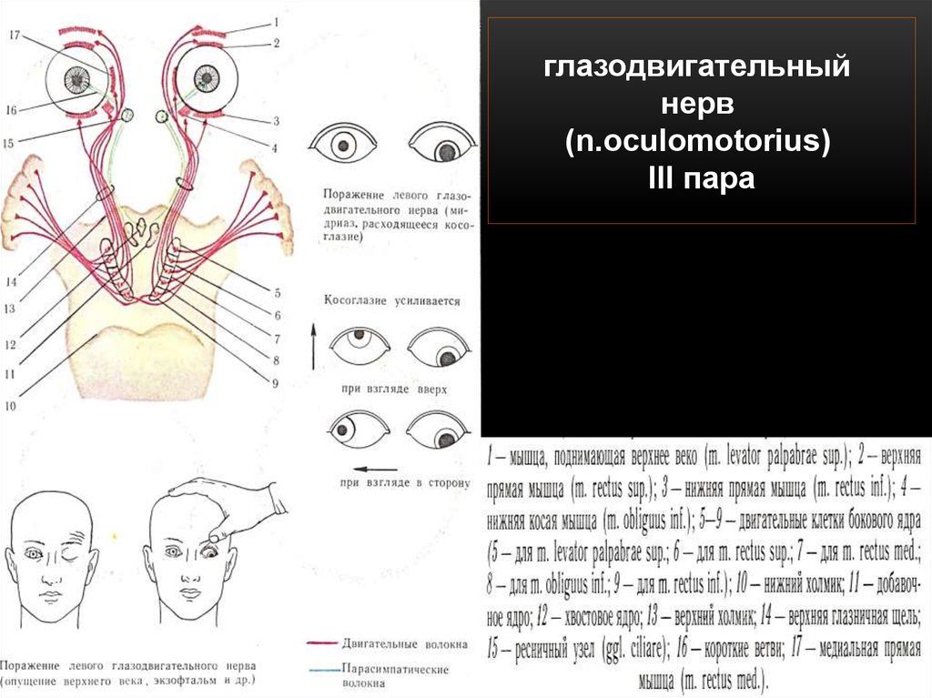 Глазодвигательный нерв мышцы. Глазодвигательный нерв неврология схема. III пара-глазодвигательный нерв (n. oculomotorius). Глазодвигательный нерв - n. oculomotorius (III пара) схема. Ядра глазодвигательного нерва функции.