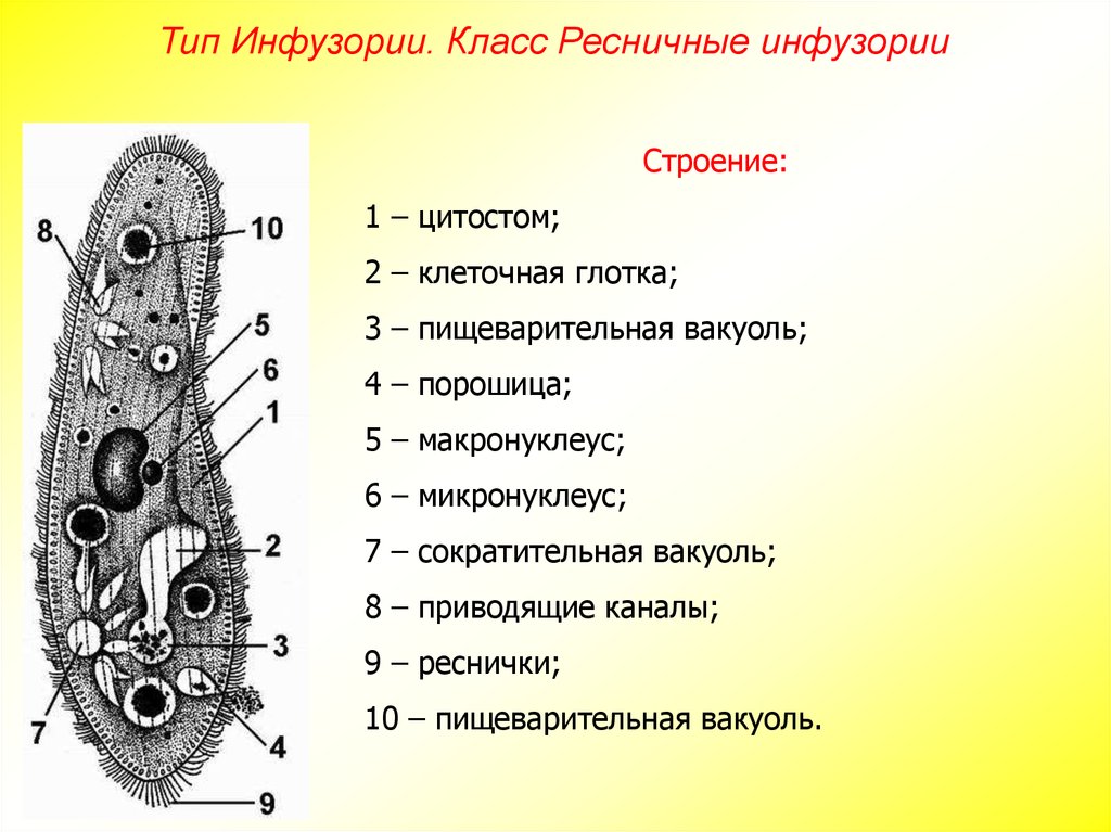 Тип инфузории 7 класс презентация