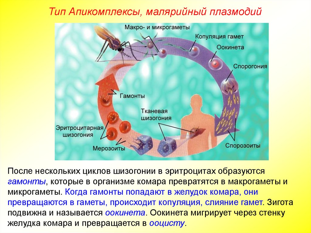 Можно ли считать человека окончательным хозяином малярийного. Тип Апикомплексы, жизненный цикл малярийного плазмодия. Гамонт плазмодия. Гамонты малярийного плазмодия формируются. Гамонты малярийного плазмодия это.