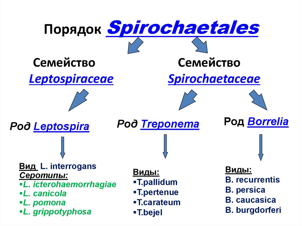 Порядок род. Таксономия спирохет микробиология. Порядок Spirochaetales. Классификация спирохет микробиология. Спирохеты рода боррелий классификация.