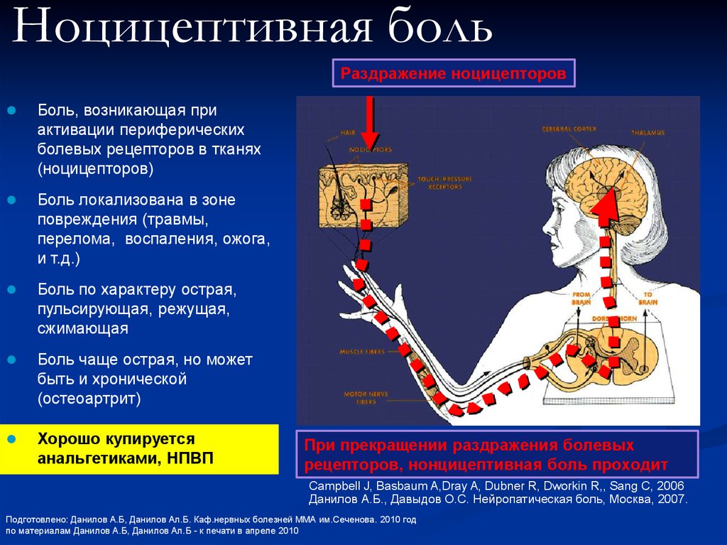 Возникновение боли. Болевой синдром механизм развития. Ноцицептивная боль. Механизм ноцицептивной боли. Патогенез ноцицептивной боли.