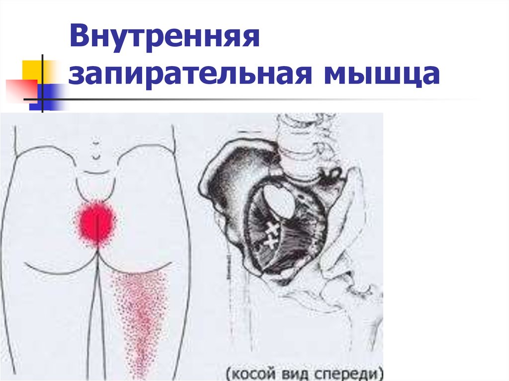 Запирательная мышца. Запирательная мышца таза. Внутренняя запирательная мышца. Внутреняязапирательная мышца. Внутренняя запирательная мышца таза.