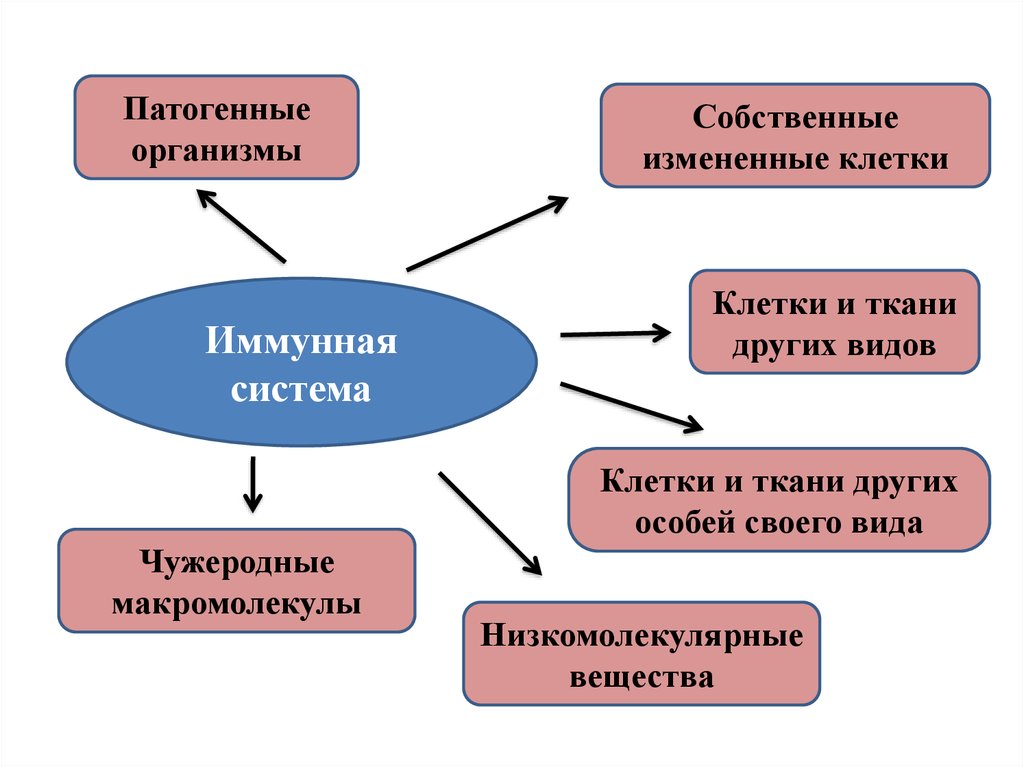 Болезнетворные организмы. Основные понятия иммунологии. Понятие об иммунитете и обмене веществ.. К некоторым чужеродным телам иммунитет бывает.