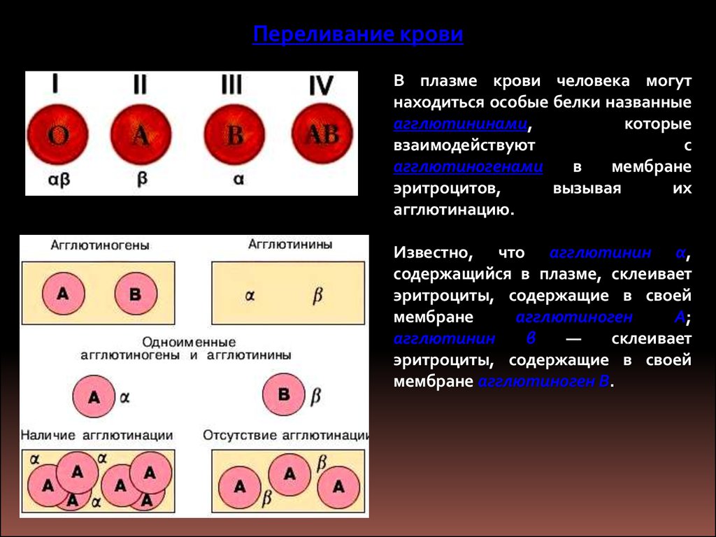 Агглютиногены определяющие группы крови