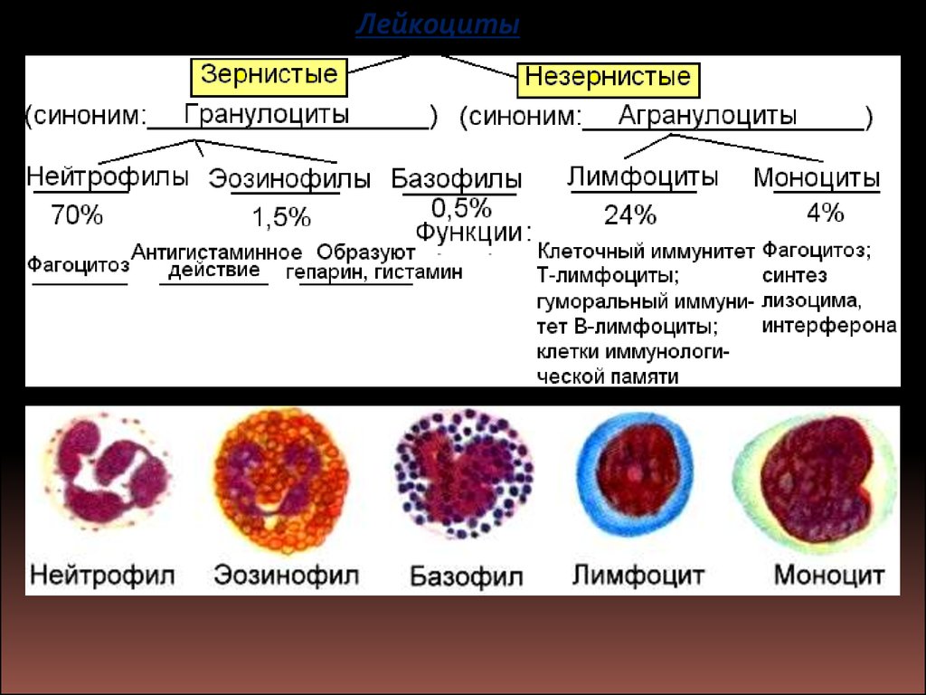 Как обозначаются лимфоциты в крови. Функции разных видов лейкоцитов нейтрофилы. Клетки крови моноциты лимфоциты гранулоциты. Функции базофил нейтрофил таблица. Эозинофилы базофилы моноциты лимфоциты нейтрофилы таблица функции.