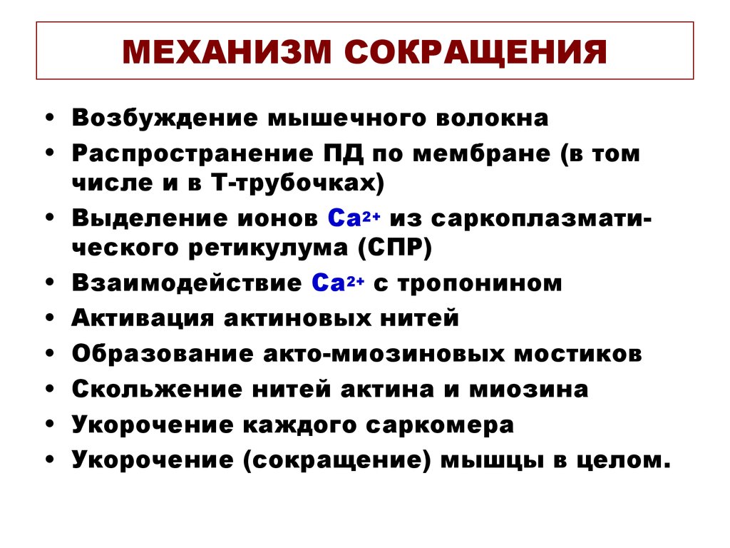 Непроизвольное сокращение. Механизм сокращения мышечного волокна. Механизм сокращения волокон скелетной мышцы. Физиологический механизм мышечного сокращения.. Механизм мышечного сокращения этапы.