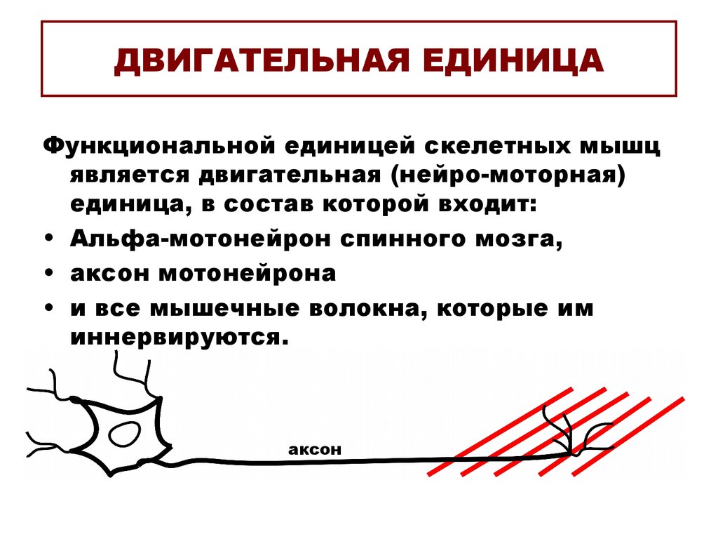 В состав де входят. Двигательная единица мышцы классификация. Понятие «моторная (двигательная) единица» в миологии. Понятие о двигательной единице. Состав двигательной единицы мышцы.