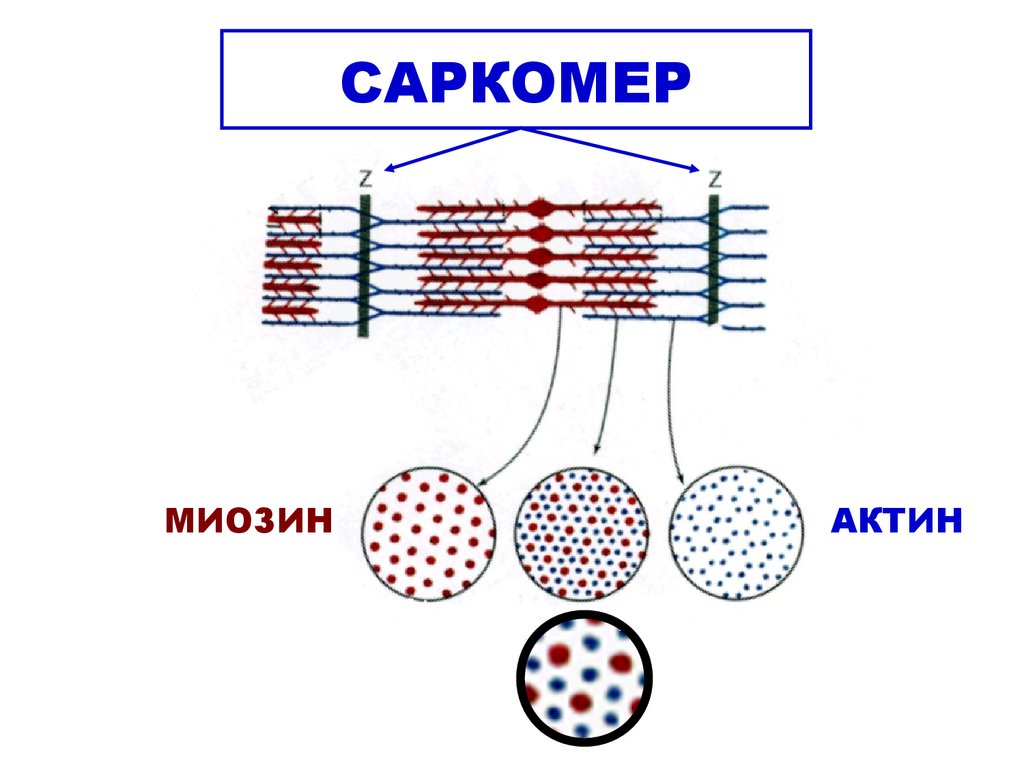 Схема сокращения саркомера